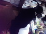 飼ってる猫ちゃん